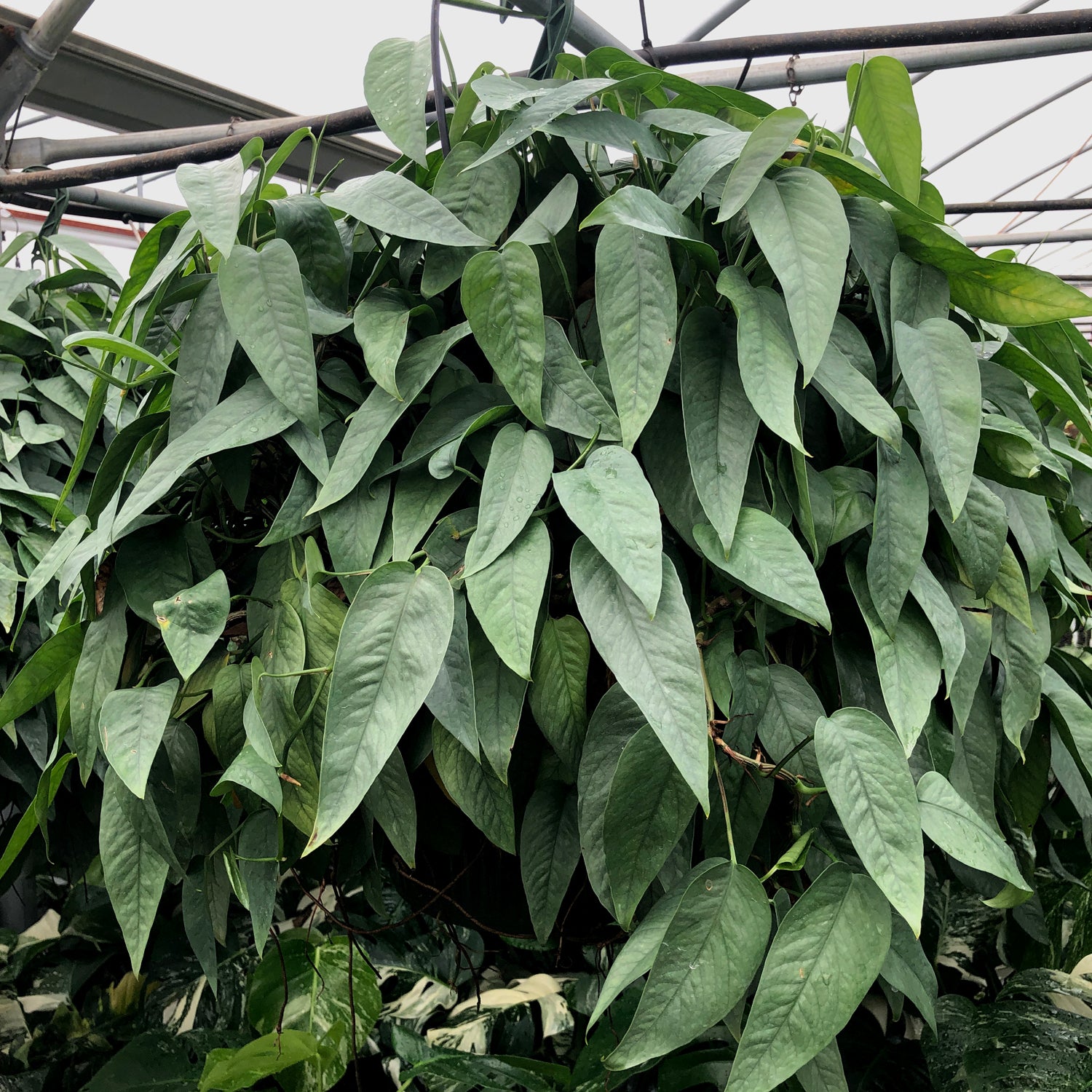 cebu blue monstera 90