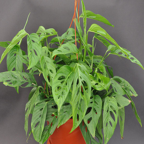 is monstera adansonii a philodendron Monstera adansonii (Friedrichsthalii) – Steve's Leaves