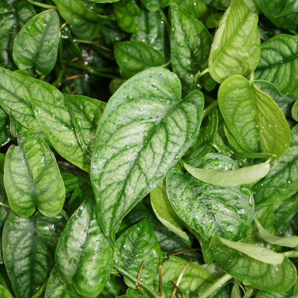 Monstera Siltepecana | Trailing Terrarium Monstera