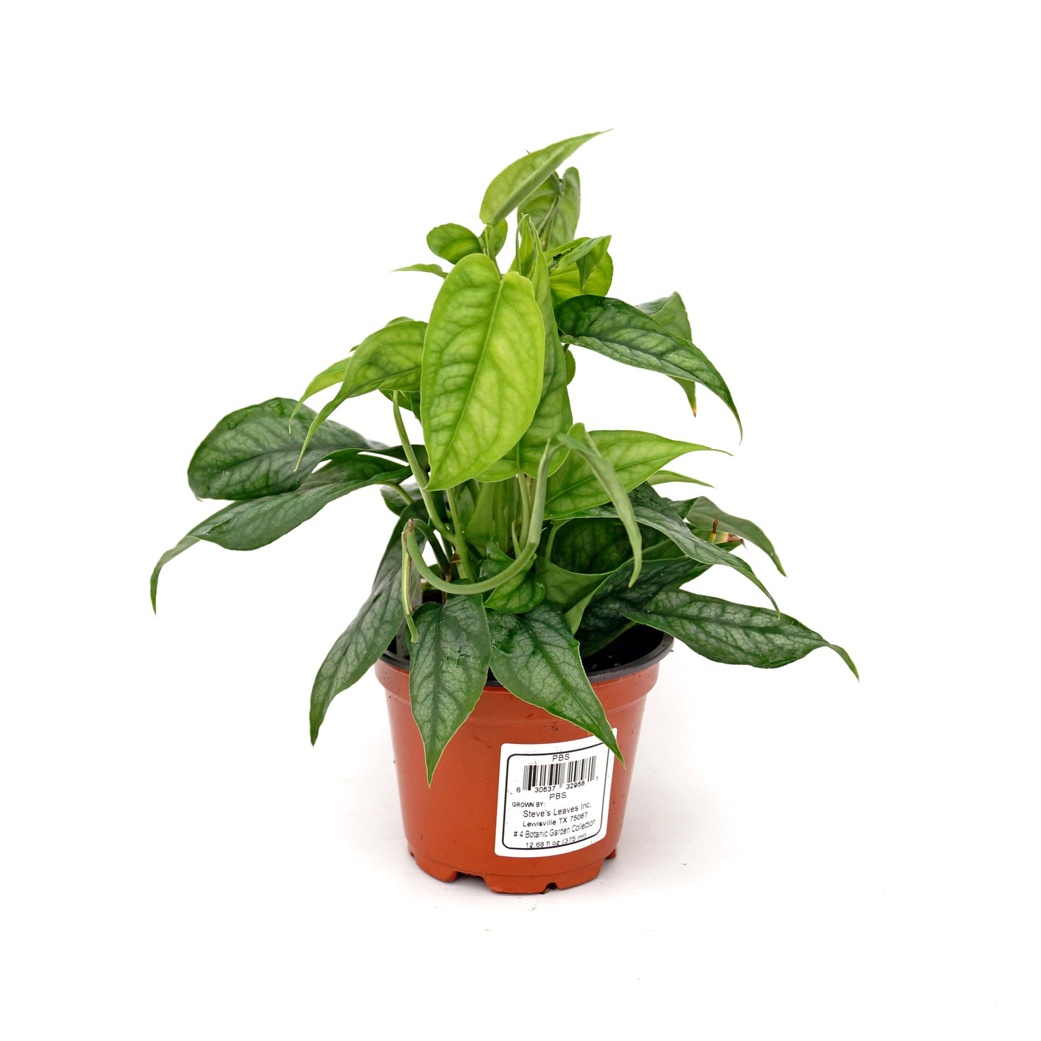 trailing monstera plant Monstera Siltepecana | Trailing Terrarium Monstera