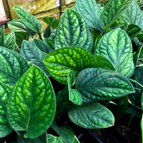 monstera peru full grown Monstera sp. 'Peru' for Sale (Monstera Karstenianum) – Steve's Leaves