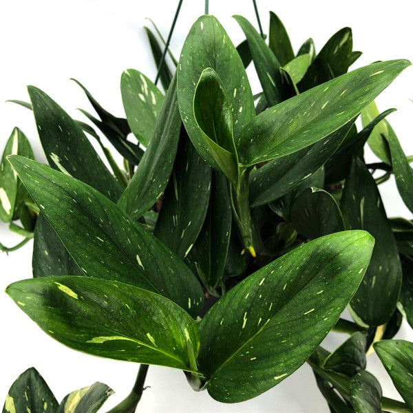 albo variegata monstera Monstera standleyana albo variegata