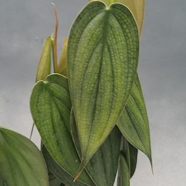 philodendron burle marx fantasy mature Philodendron 'Burle Marx Fantasy'