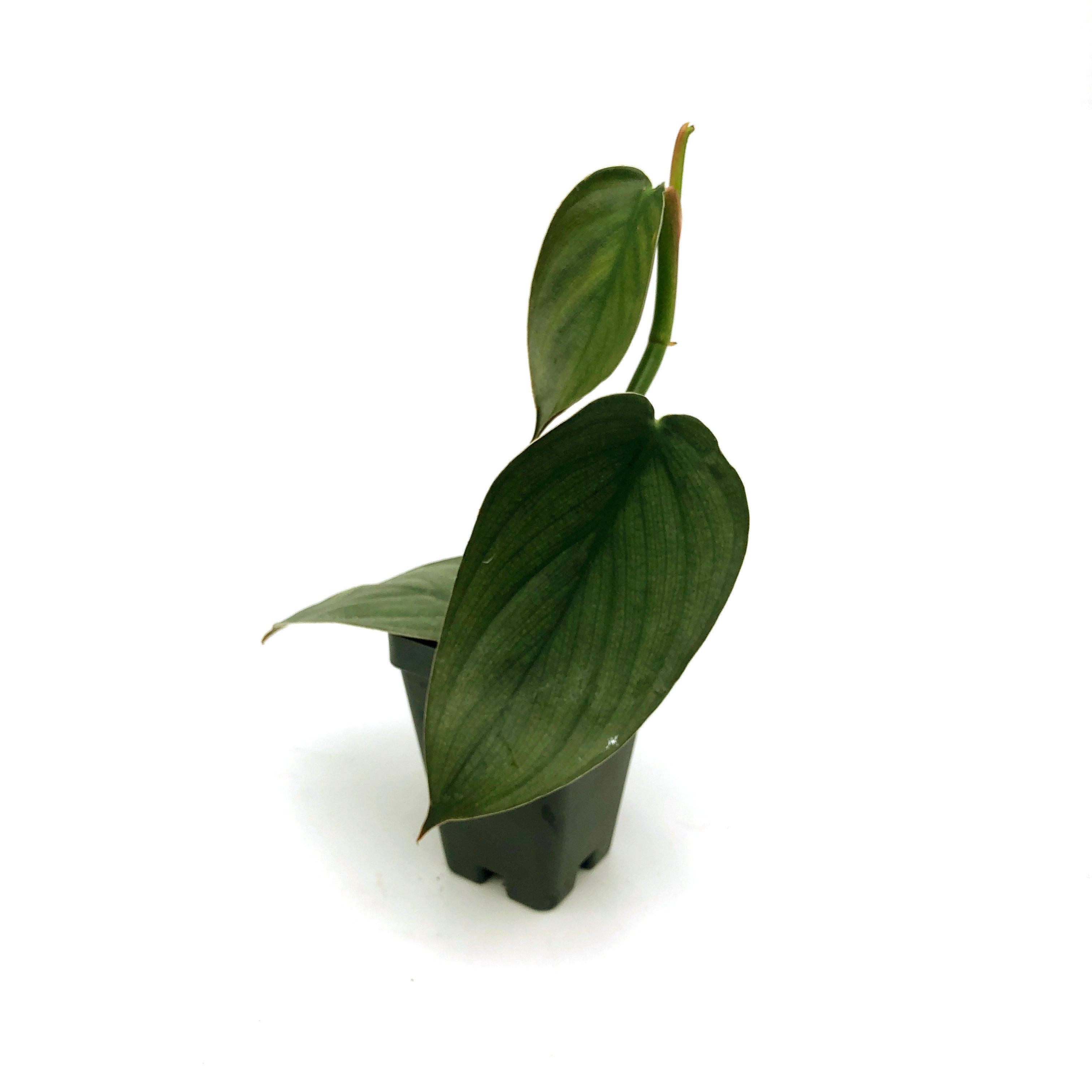 philodendron fantasy Philodendron 'Burle Marx Fantasy'