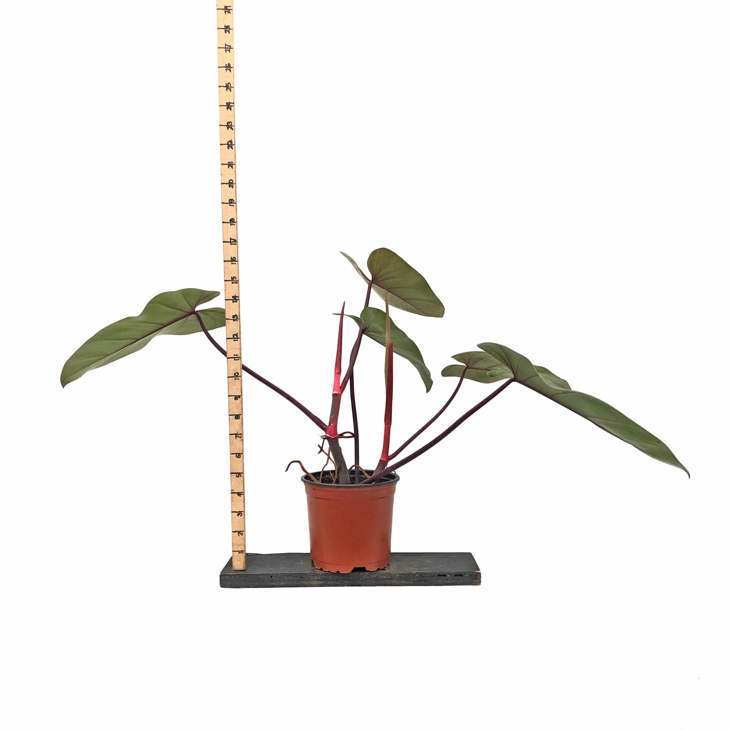 philodendron erubescens emerald queen Philodendron erubescens 'Red Emerald'