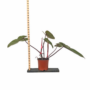 Philodendron erubescens 'Red Emerald' - 5.5" Pot