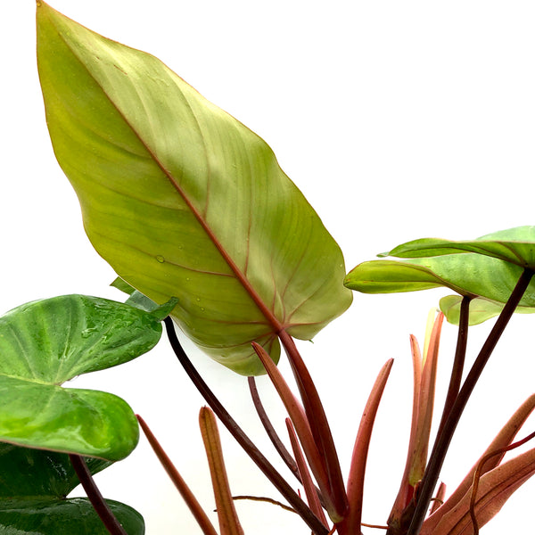 philodendron erasil Philodendron erubescens 'Red Emerald'