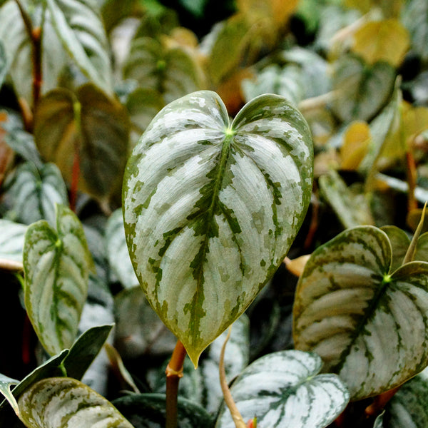 Philodendron Brandtianum | Easy to Grow Trailing Plant