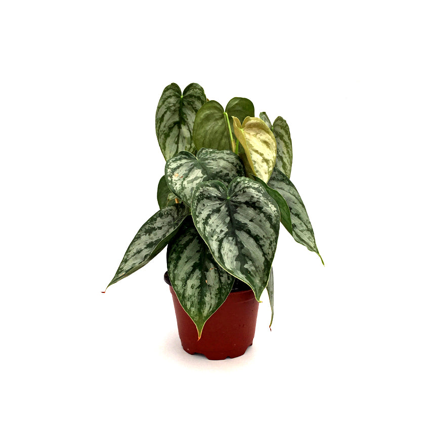 philodendron brandtianum price Philodendron brandtianum