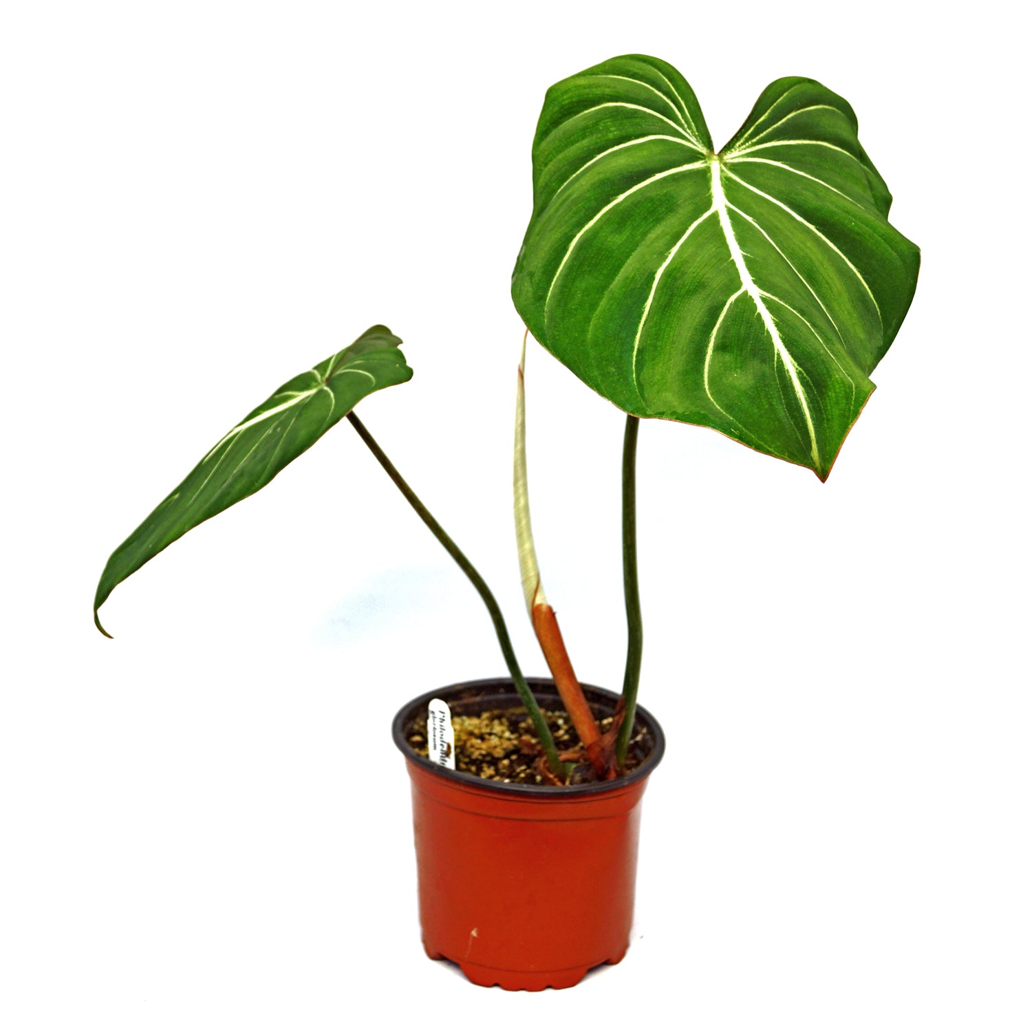 Philodendron gloriosum - 5.5" Pot