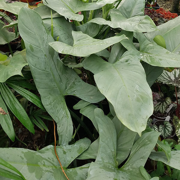 philodendron hastatum narrow Philodendron hastatum glaucophyllum