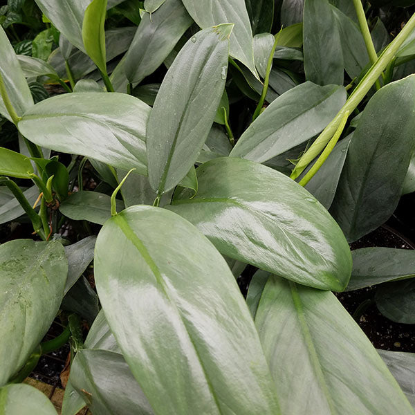 philodendron narrow mature Philodendron hastatum (narrow leaf)