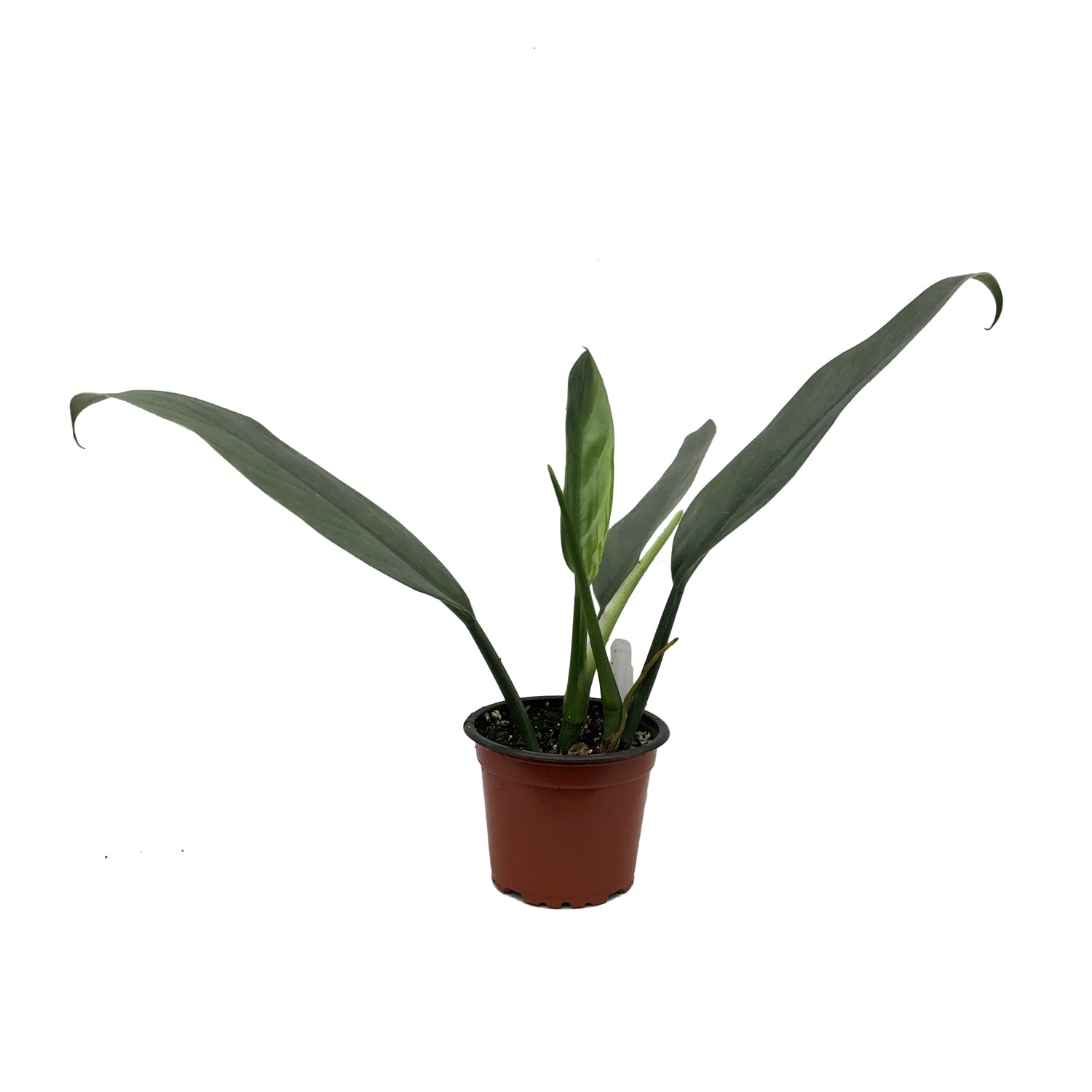 sword philodendron Philodendron Hastatum | Silver Sword Philodendron Plant