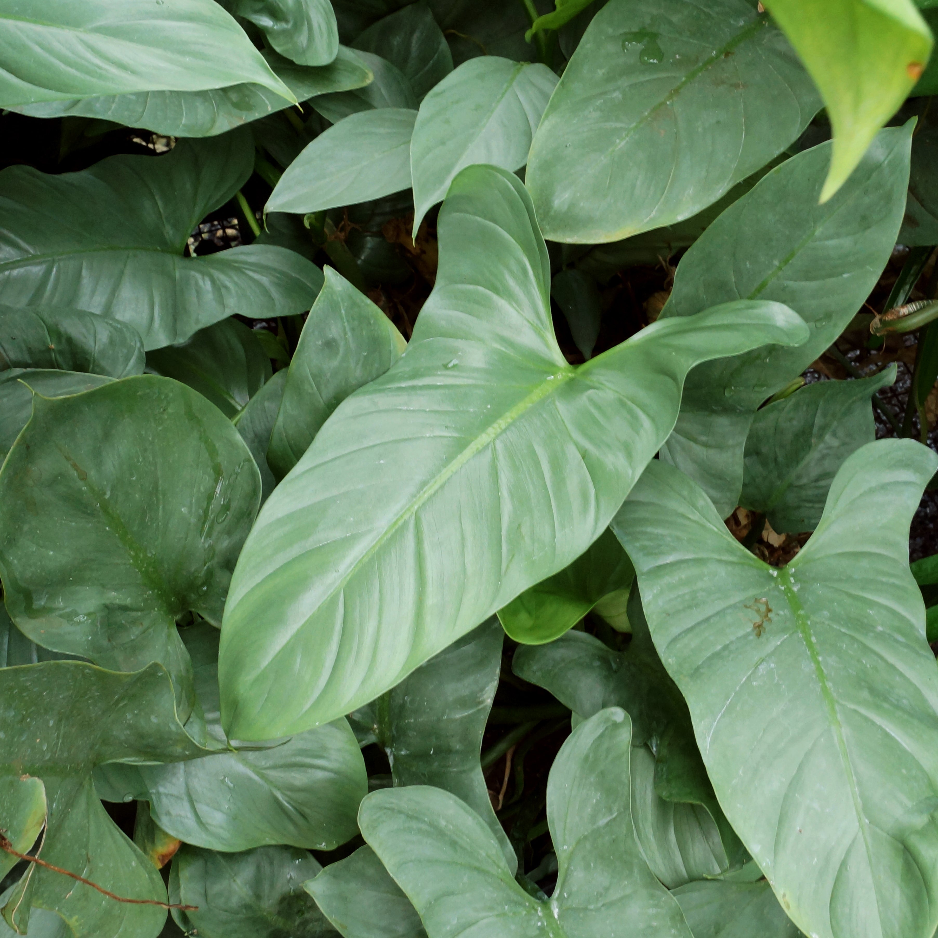 philodendron grey Philodendron hastatum glaucophyllum
