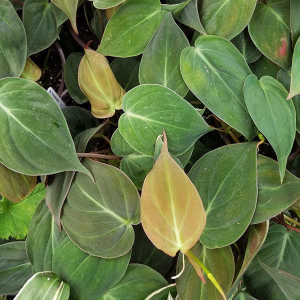 philodendron velvet leaves Philodendron hederaceum 'Micans'