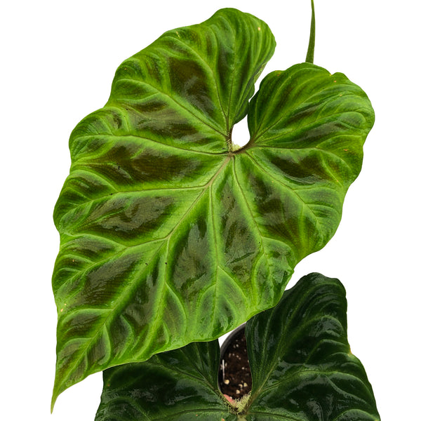 Philodendron verrucosum