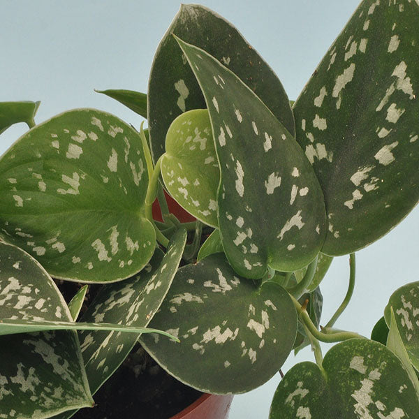 argyraeus pothos care Satin Pothos Scindapsus Pictus Argyraeus