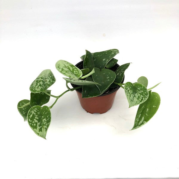 silver ann vs satin pothos Scindapsus pictus 'Silvery Ann' – Steve's Leaves