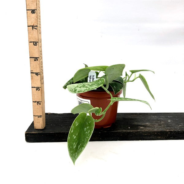 pothos silvery ann Scindapsus 'Silvery Ann' 4"