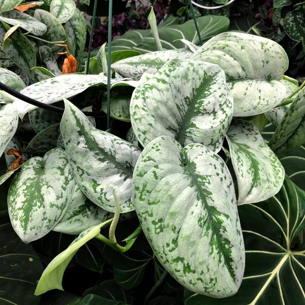 pothos exotica leaves Scindapsus pictus 'Exotica'