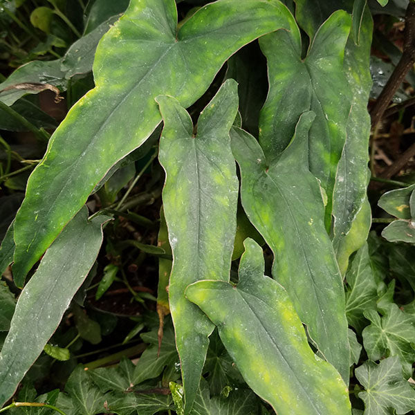 philodendron lance leaf Syngonium sp. "Lance Leaf"