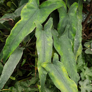 Syngonium sp. "Lance Leaf"
