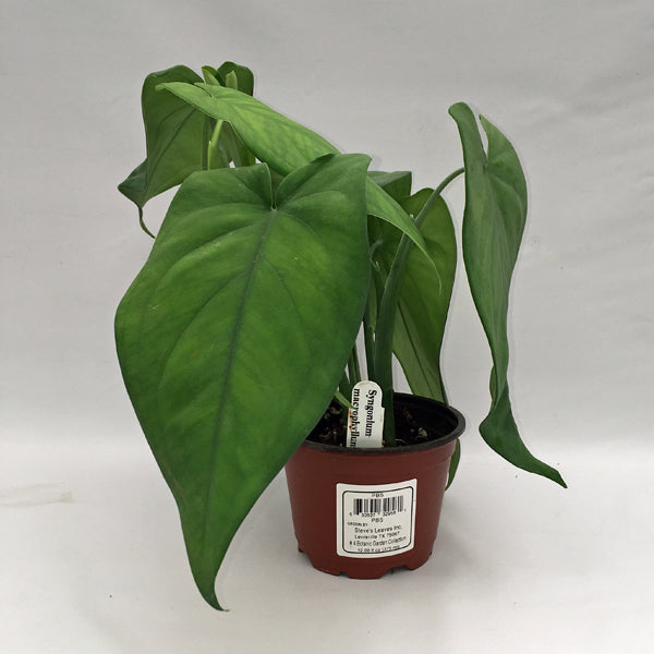 philodendron macrophyllum Syngonium macrophyllum