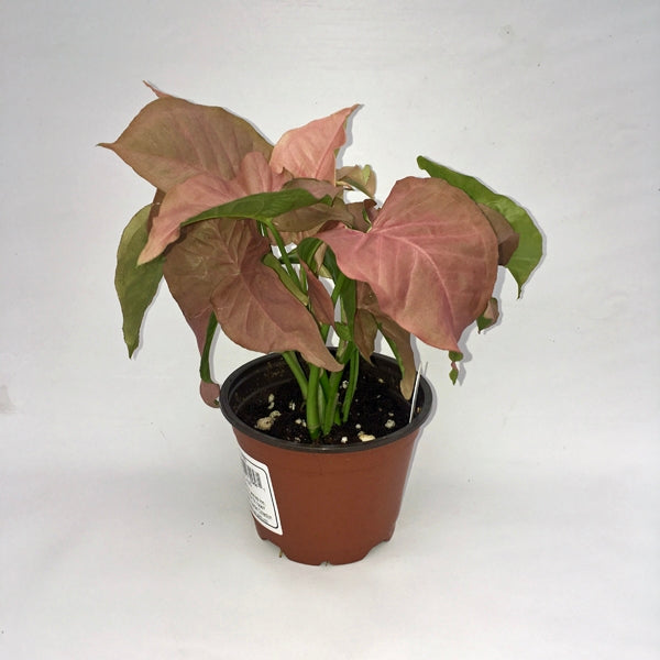 syngonium philodendron Syngonium podophyllum 4in Pink