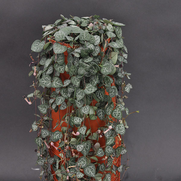 rosary hanging plant Ceropegia woodii – Steve's Leaves