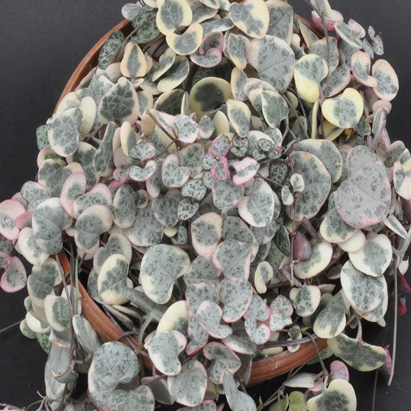 succulent string of hearts Ceropegia Woodii