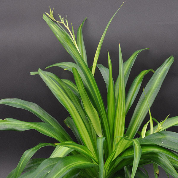 chlorophytum comosum hawaiian Chlorophytum comosum "Airplane Plant" – Steve's Leaves