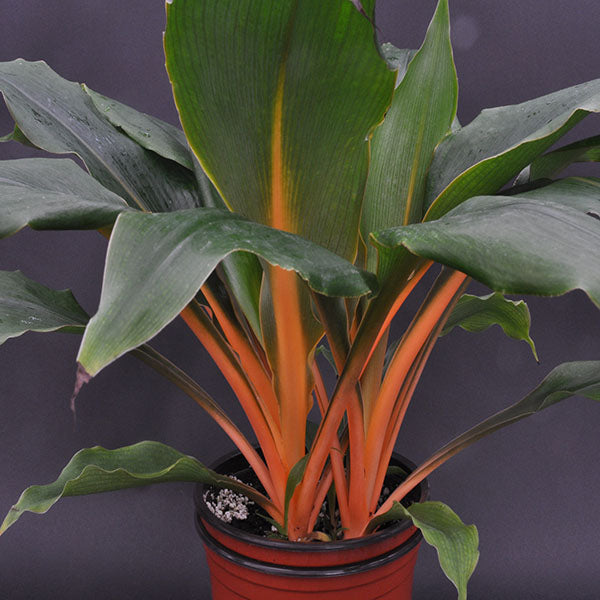 mandarin chlorophytum Chlorophytum filipendulum subsp. amaniense 'Fire Flash' – Steve's Leaves