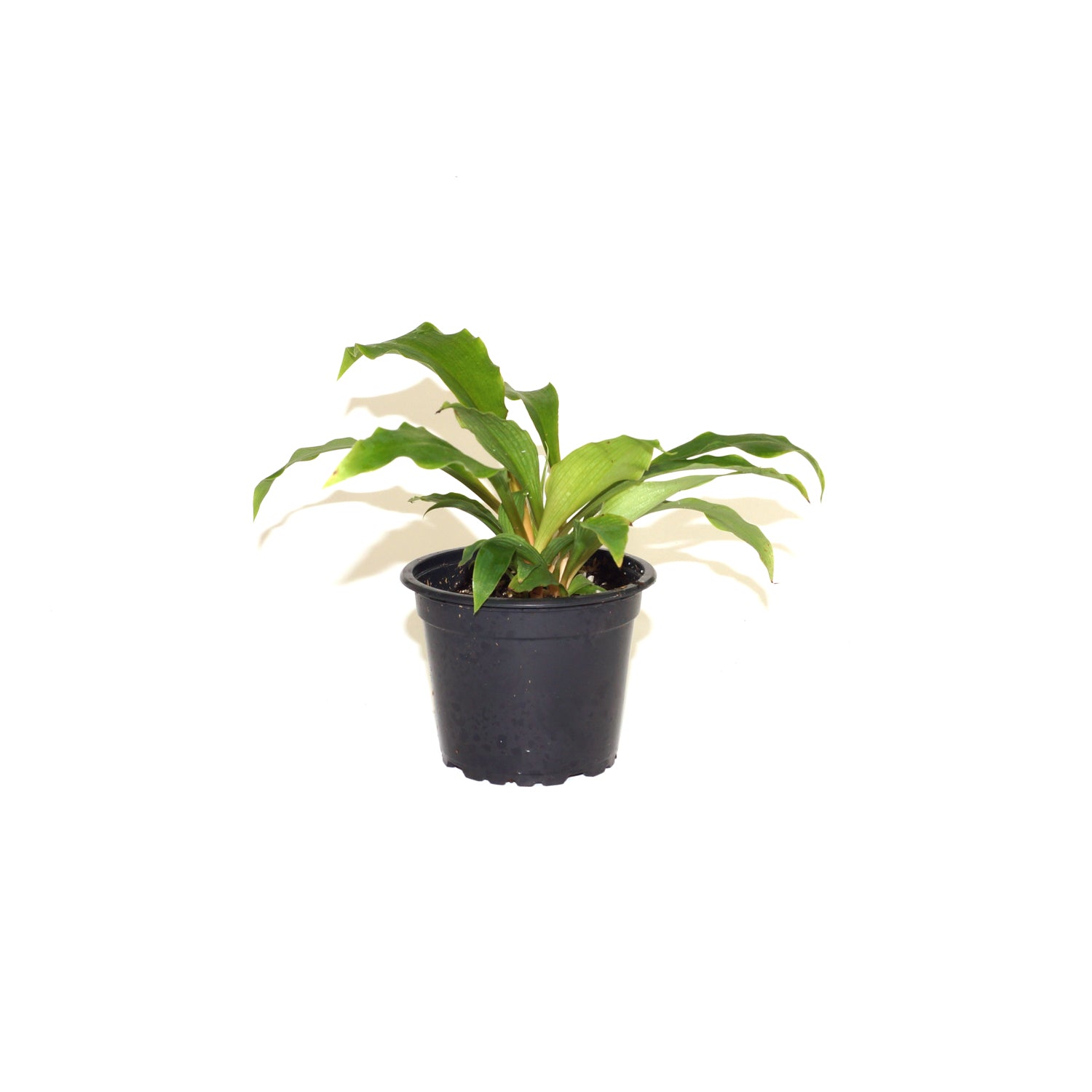 chlorophytum amaniense seeds Chlorophytum filipendulum subsp. amaniense 'Fire Flash' – Steve's Leaves