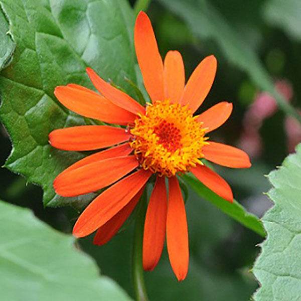 Senecio confusus 'Sao Paulo'