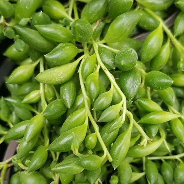 succulent asteraceae Senecio herreianus – Steve's Leaves