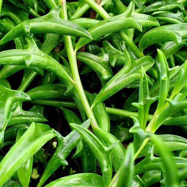 dolphin string succulent Senecio peregrinus "String of Dolphins" – Steve's Leaves