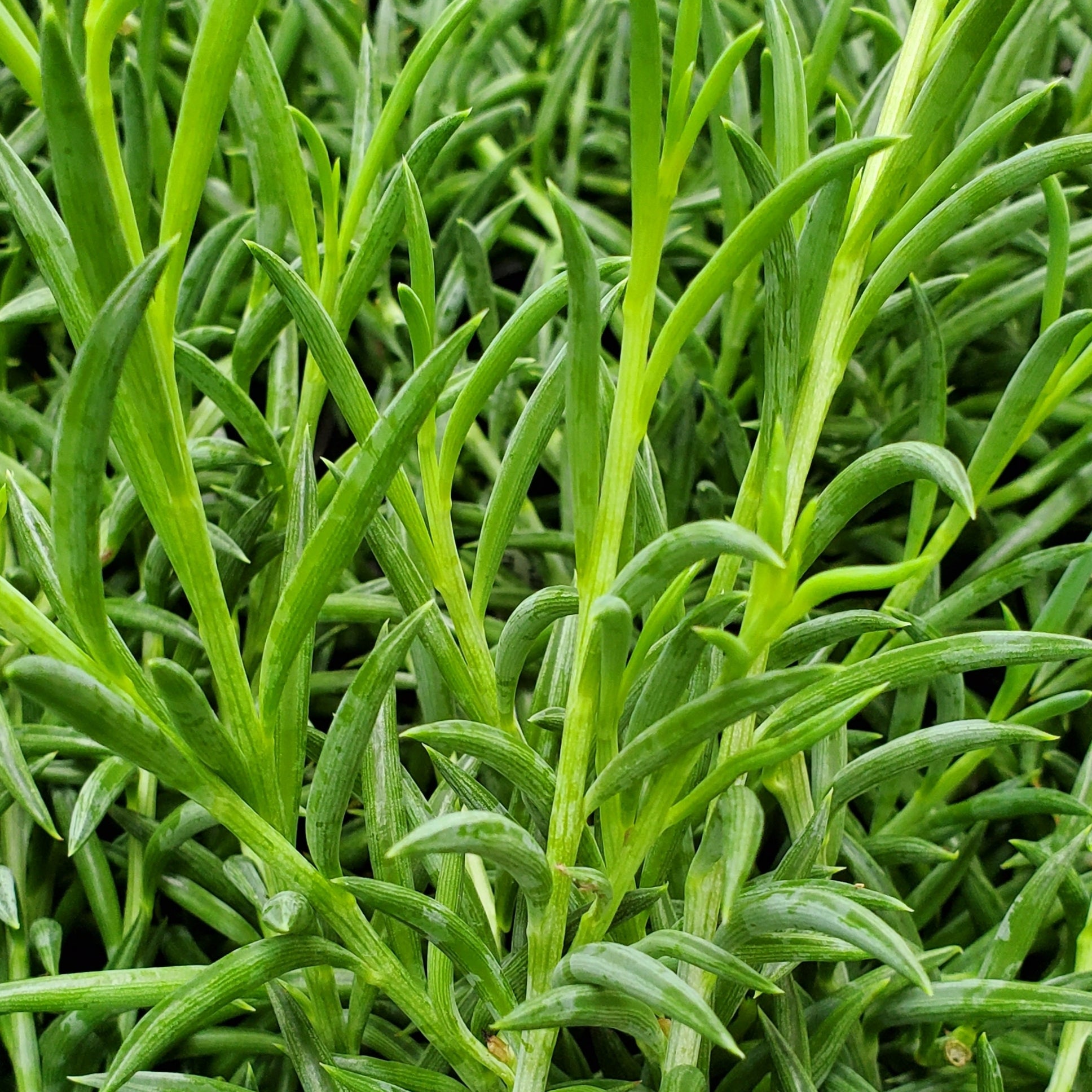 long thin succulent leaves Senecio radicans (long form)