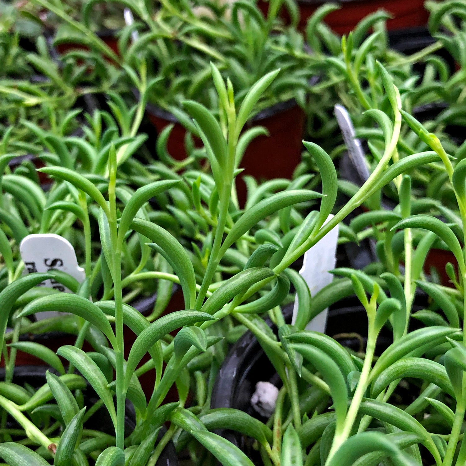 banana leaf succulent Senecio radicans