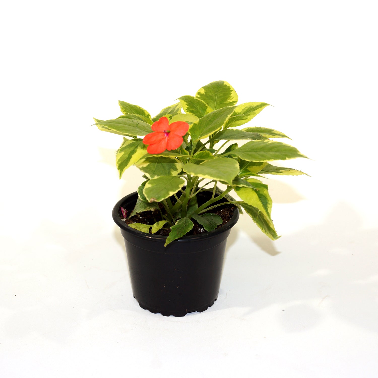 are impatiens indoor plants Impatiens hawkeri variegata "red flower" – Steve's Leaves