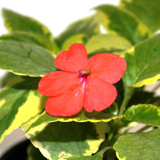 Impatiens hawkeri variegata "red flower"