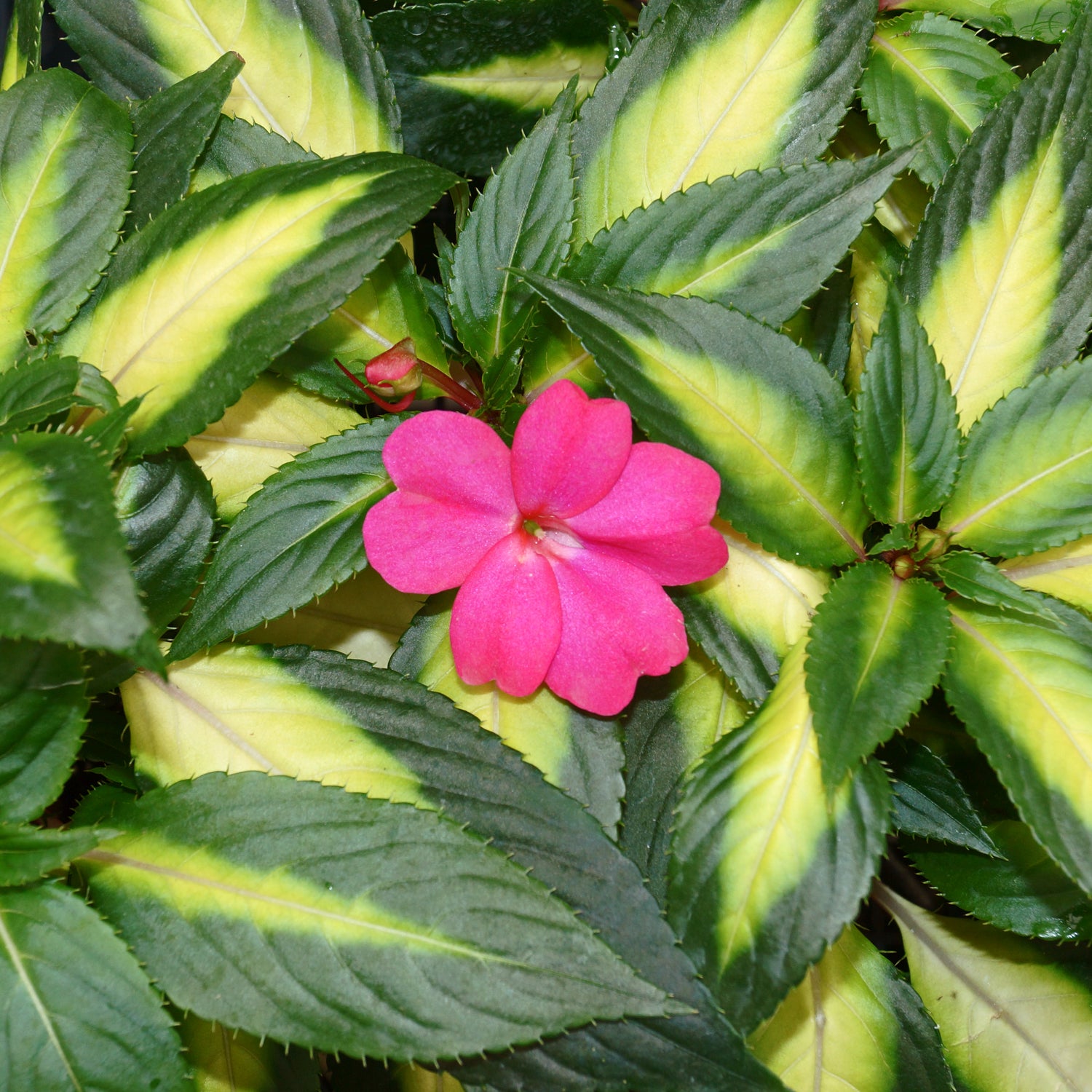 impatiens philodendron Impatiens hawkeri (New Guinea Hybrid)