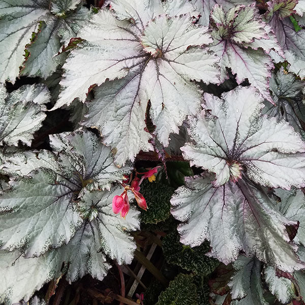 Begonia '50 Shades of Gray'