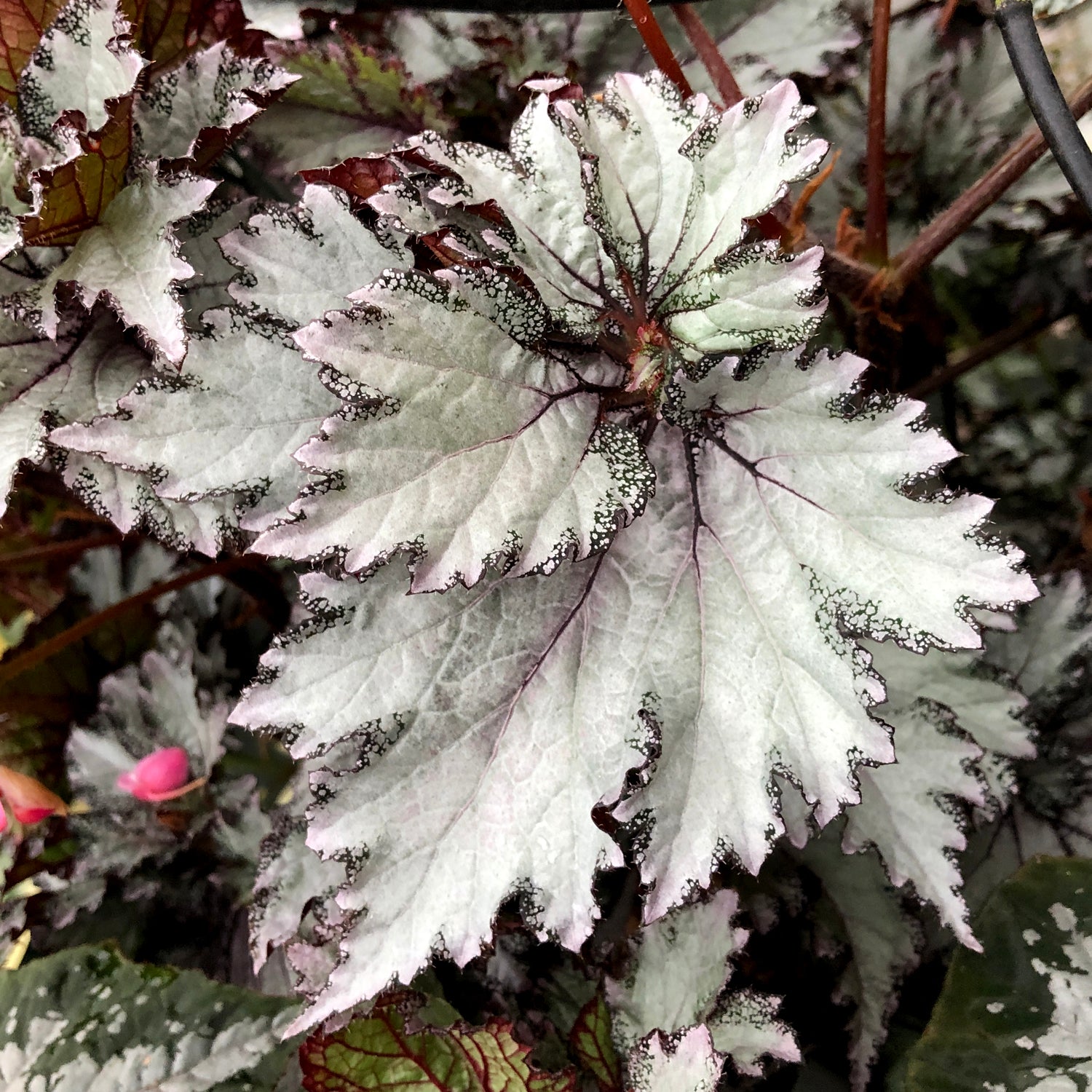 Begonia '50 Shades of Gray'
