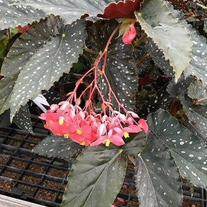 Begonia 'Alma Milliken'