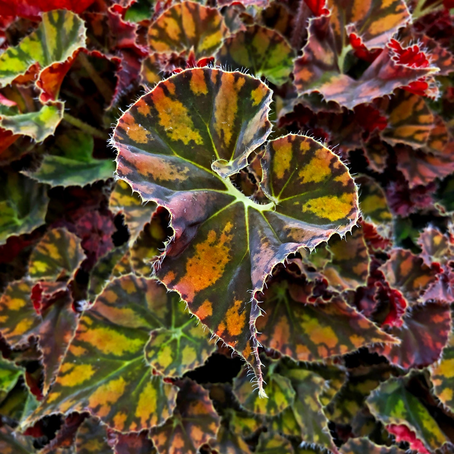 Begonia 'Autumn Twist'