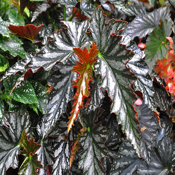 philodendron catherine Begonia 'Catherine Too'