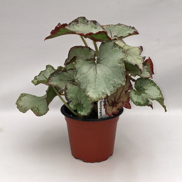 Begonia 'Champagne Bubbles'