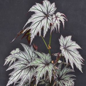 Begonia 'Connee Boswell'