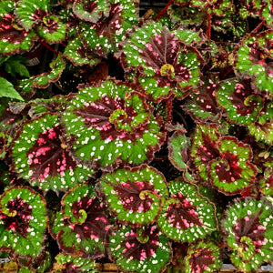 Begonia 'Dutch Splendor'