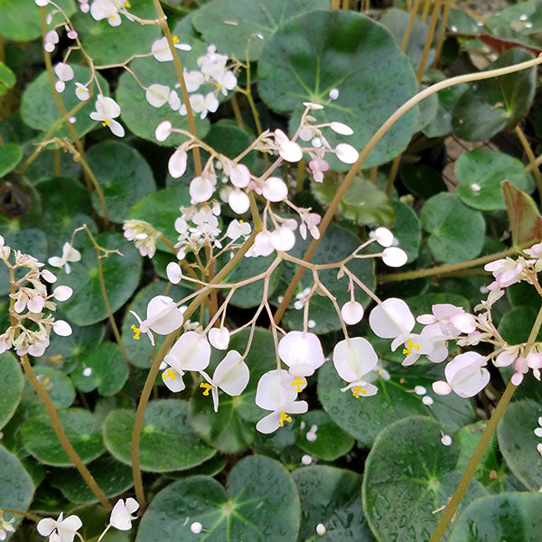 succulent begonia Begonia 'Erythrophylla' "Beef Steak"